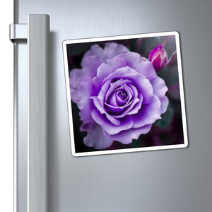 Lovely Lavender Rose | Magnet