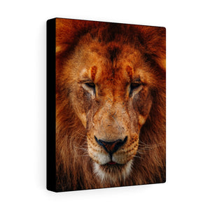 King of Beasts | Canvas Gallery Wrap