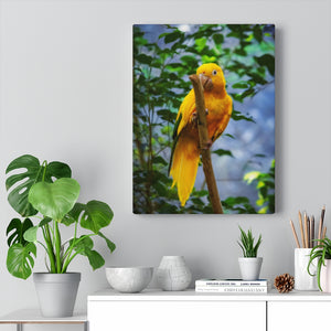 Canary Yellow Parrot | Canvas Gallery Wrap