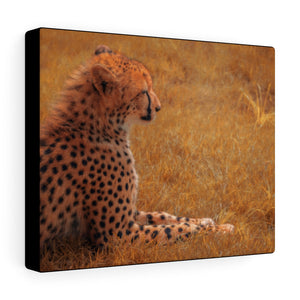Cheetah Essence | Canvas Gallery Wrap