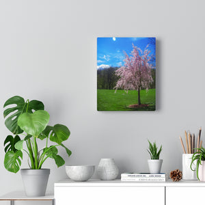 The Little Weeping Cherry Tree | Canvas Gallery Wrap
