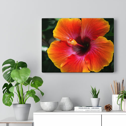 Hibiscus Colors of Twilight | Canvas Gallery Wrap