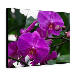 Purple Orchid Hues | Canvas Gallery Wrap