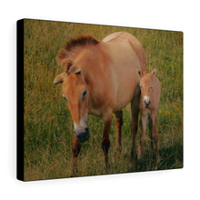 Load image into Gallery viewer, Wild Equine Beginnings | Canvas Gallery Wrap