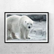 Load image into Gallery viewer, Arctic Bear Stare