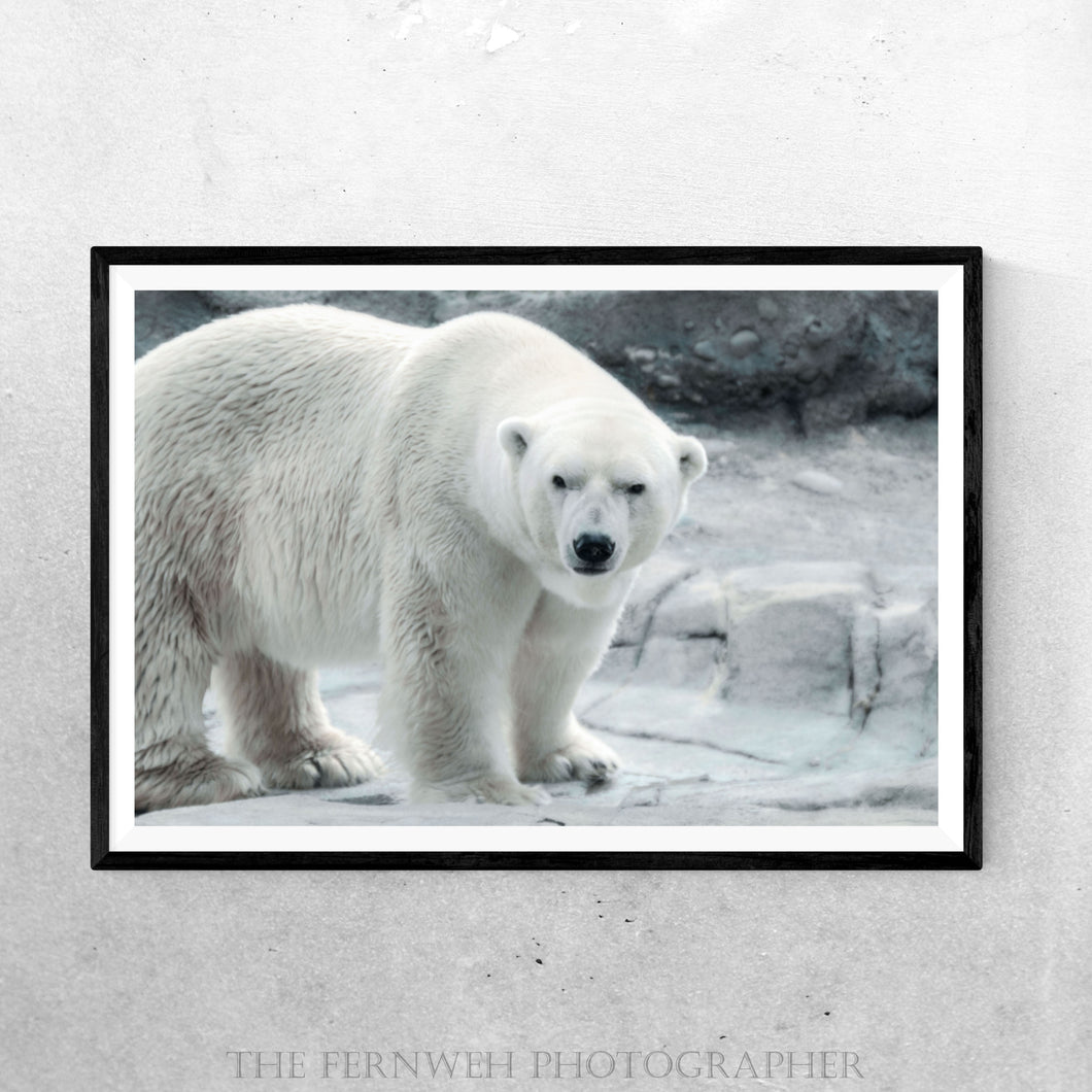 Arctic Bear Stare