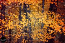 Load image into Gallery viewer, Autumn Forest Edge