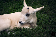 Load image into Gallery viewer, Baby Addax