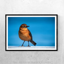 Load image into Gallery viewer, Beach Bird