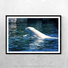 Load image into Gallery viewer, Beluga Blues
