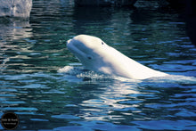 Load image into Gallery viewer, Beluga Blues