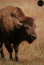 Load image into Gallery viewer, Bison on the Range