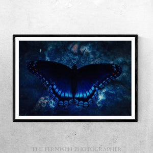 Blue Essence Butterfly