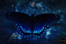 Load image into Gallery viewer, Blue Essence Butterfly