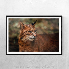 Load image into Gallery viewer, Bobcat