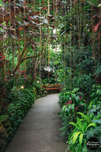 Botanical Atmosphere Path