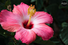 Load image into Gallery viewer, Bright Pink Hibiscus