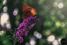 Load image into Gallery viewer, Butterfly Bokeh