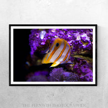 Load image into Gallery viewer, Butterfly Fish