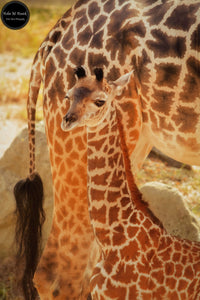 Camouflaged Giraffe Calf