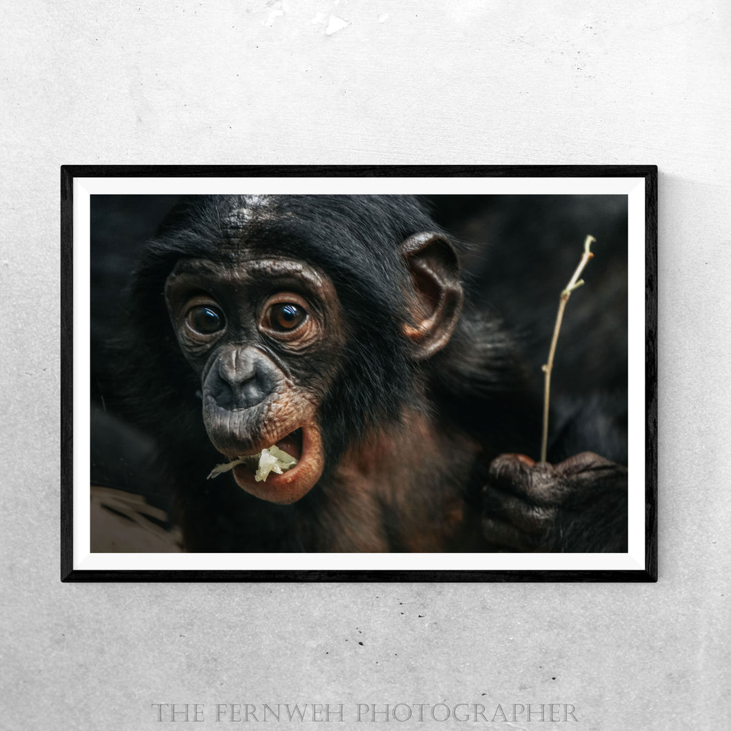 Chimp Manners