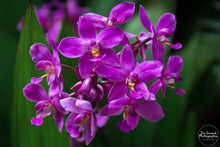 Load image into Gallery viewer, Cluster of Orchids