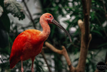 Load image into Gallery viewer, Coral Jungle Bird