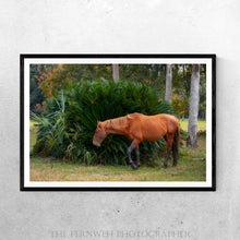 Load image into Gallery viewer, Cumberland Island Equine Dweller