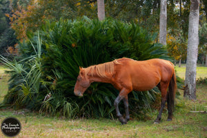 Cumberland Island Equine Dweller
