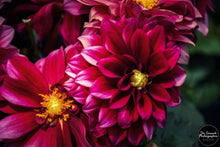 Load image into Gallery viewer, Dahlia Shades of Red