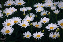 Load image into Gallery viewer, Daisies in the Dark