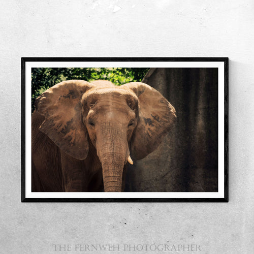 Elephant Beauty