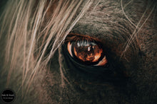 Load image into Gallery viewer, Equine Vision