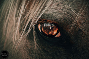 Equine Vision