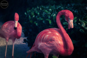 Flamingo Duo