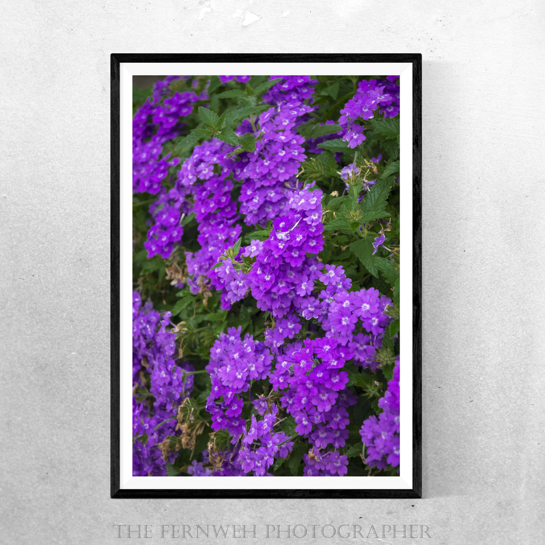 Floral Purple Hues