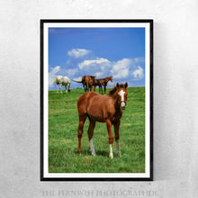 Load image into Gallery viewer, Foal in the Windy Meadow