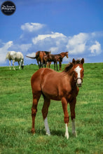 Load image into Gallery viewer, Foal in the Windy Meadow