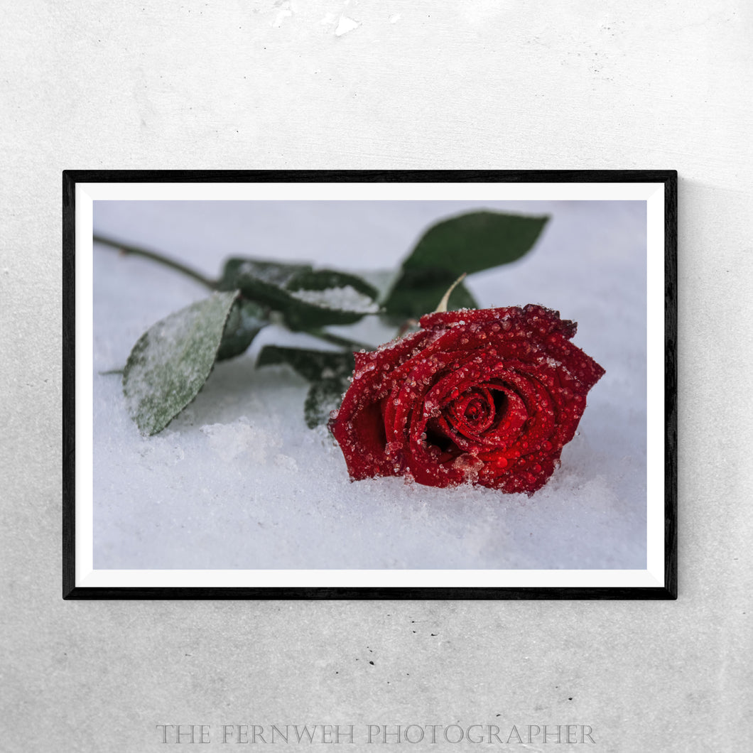 Frosty Red Rose