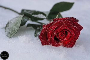 Frosty Red Rose