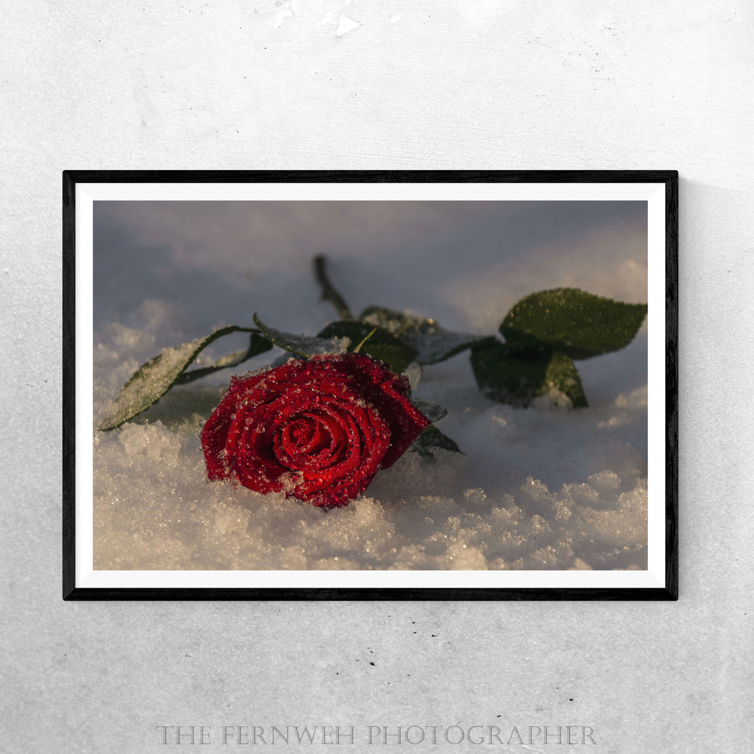 Frosty Sunlit Rose