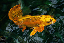 Load image into Gallery viewer, Golden Butterfly Koi