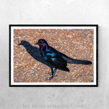 Load image into Gallery viewer, Grackle on the Beach