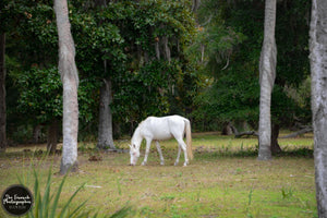 Grazing on the Cumberland Forest Edge