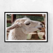Load image into Gallery viewer, Heritage Farm Llama