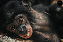 Load image into Gallery viewer, Infant Chimp