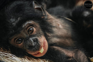 Infant Chimp