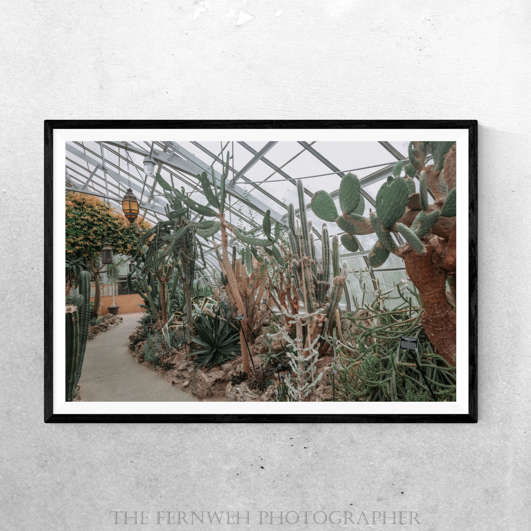 Krohn Conservatory Cactus