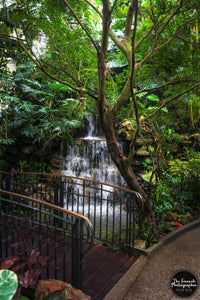 Krohn Conservatory Waterfall