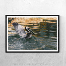 Load image into Gallery viewer, Landing Pelican